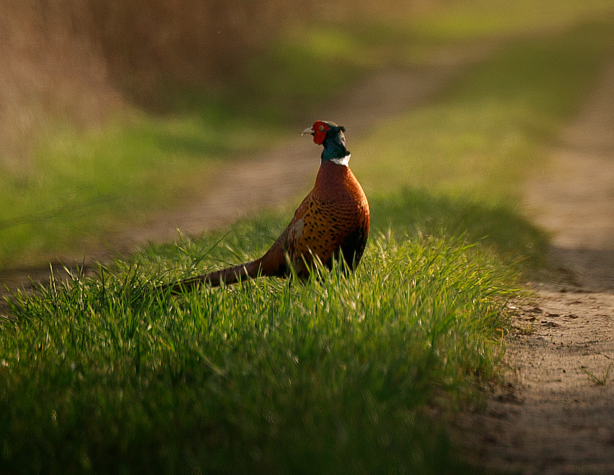 Fácánliget Rendezvényház